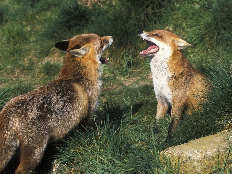 Winter foxes